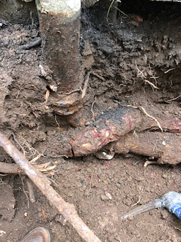 Roots wrapped around the pipe entering at the joint